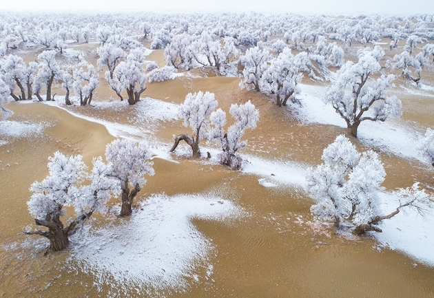 胡杨之歌 胡杨之歌
