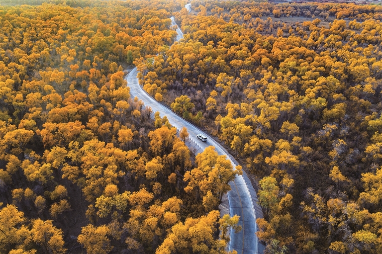 胡杨之歌 胡杨之歌