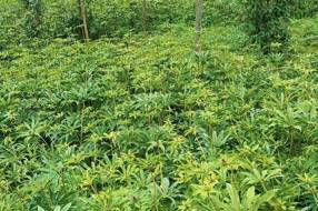 【乡村振兴】芦山县小河村人的金山银山‖汪成文 