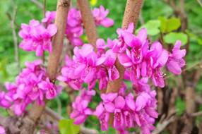 【美丽四川】冬日的春天——红花紫荆‖陈林 