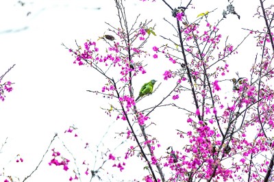 【大美中国】岭南春早，一路梅花一路诗