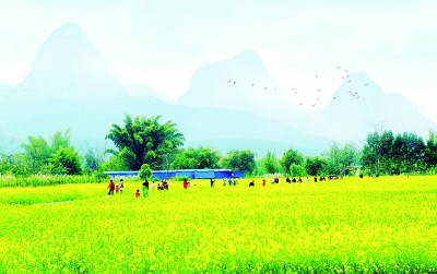 【大美中国】岭南春早，一路梅花一路诗