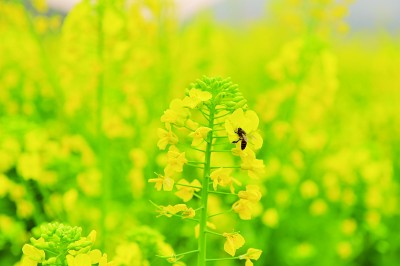 【留住乡愁】土蜂蜜