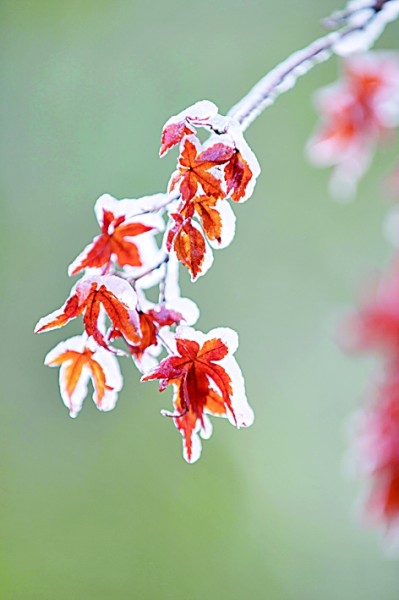 清晨瓦上雪微凝 清晨瓦上雪微凝