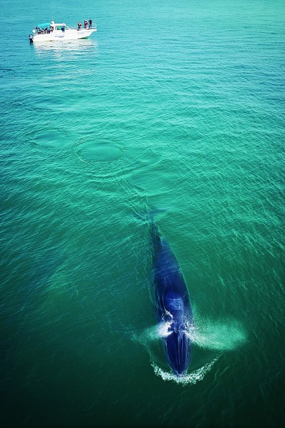 涠洲岛：布氏鲸的洄游之地