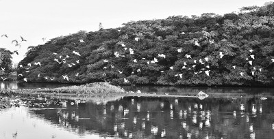 大榕树上,有片“鸟的天堂” 大榕树上,有片“鸟的天堂”