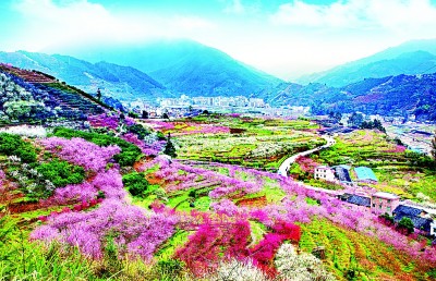 【大美中国】岭南春早，一路梅花一路诗