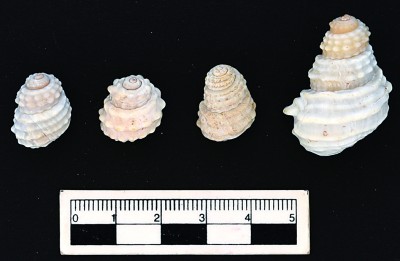 五项考古成果再次见证中华文明多元一体 五项考古成果再次见证中华文明多元一体