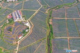 站在南充嘉陵一山顶俯望 一幅幅“农业画卷”好壮观！