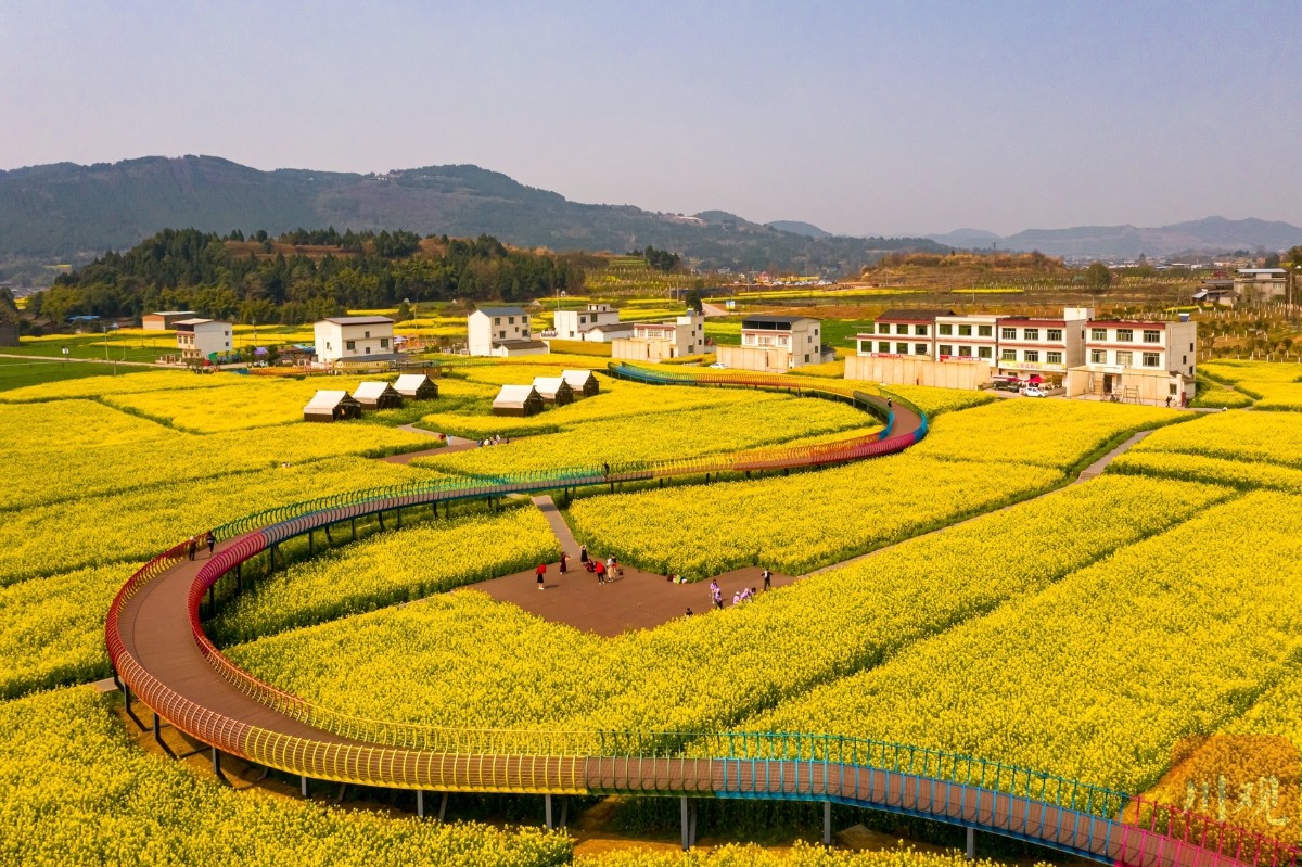德阳中江挂面村里菜花香