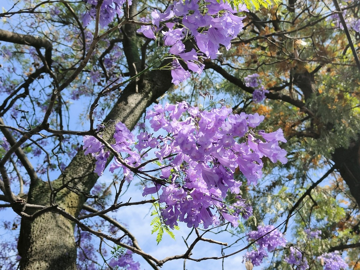 成都市树市花图片