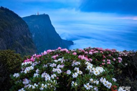 峨眉高山杜鹃盛放 云端山野繁花似锦