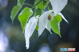 荥经：山花烂漫时 珙桐林间舞
