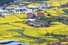 深冬见春 川南近4万亩油菜花已提前绽放