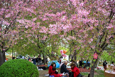 成都：春日蓉城如诗如画 “五彩花海”犹如春天里的“调色盘”